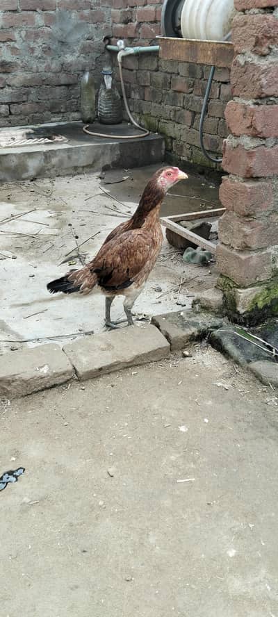 pure Burma aseel pathi