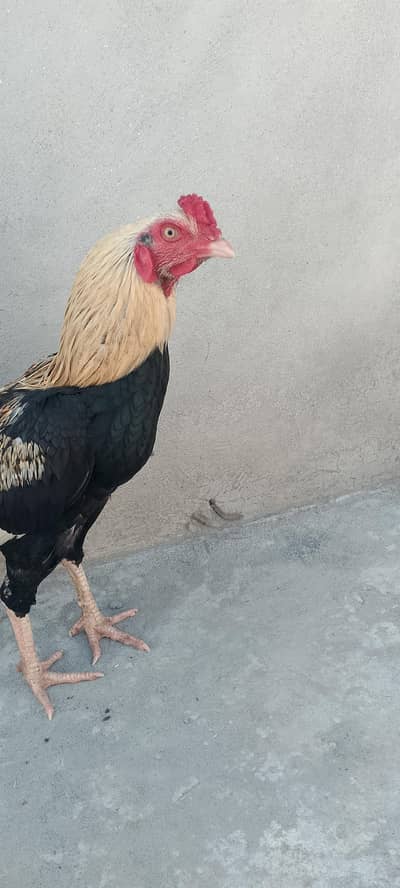 aseel jawab hight quality