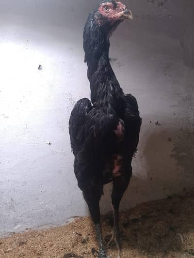 black king  shamo /black shamo | King shamo |