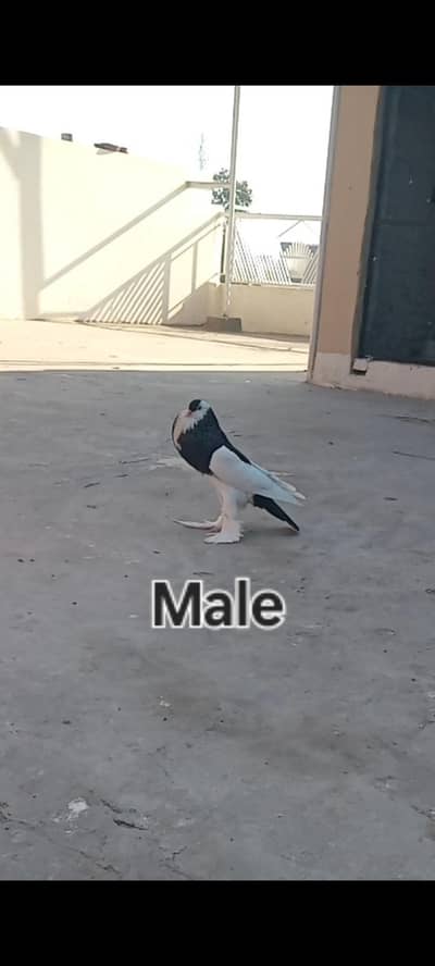 Megpie Breeder Pair With 4 Chicks Avaliable For Sale