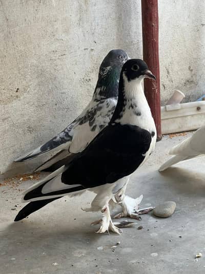 sherazi ke pathe Hain