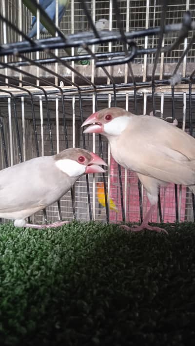 Albino Creamino Breeder Lovebirds Pair