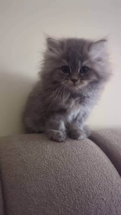 Triple coat smoke color kitten