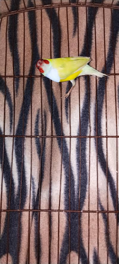 Latino Gouldian Breeder Pair