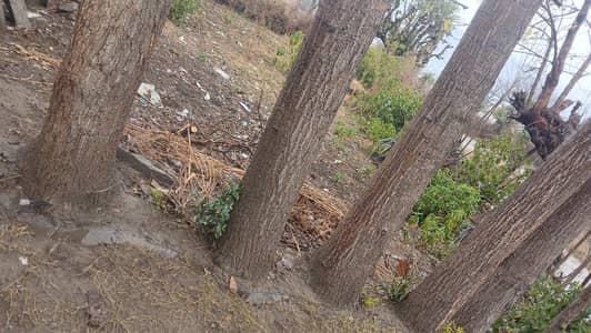 Sufaida for shitring