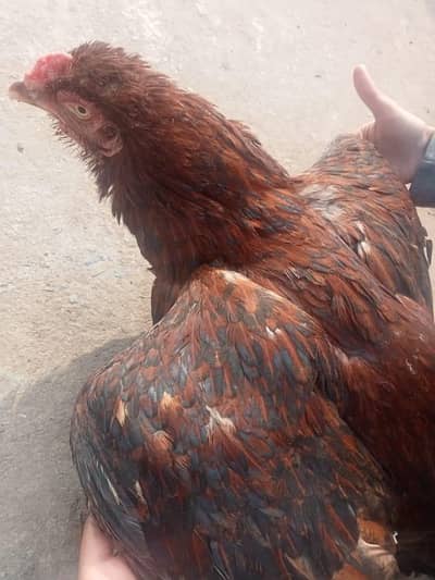 Kuruk murgi for sale with 3 chicks.