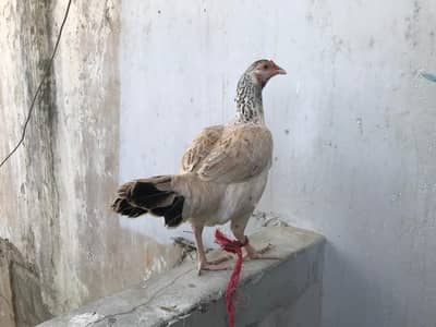 Aseel Heera Pair for urgent sale