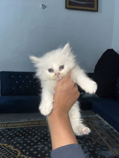 Persian kittens