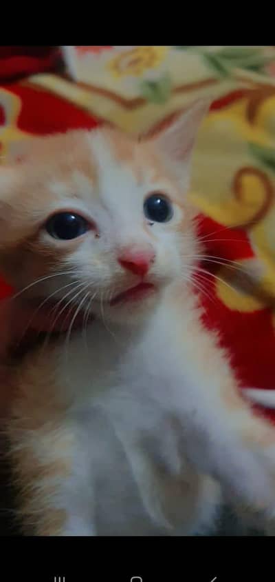 Cats for sale urgently