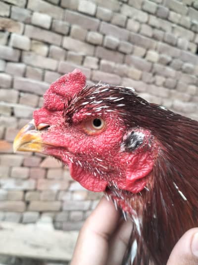 aseel original Pakistani