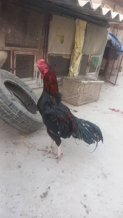 Pure miawali pattha , black shanks ( kanty ) .