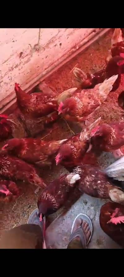 LOHMAN BROWN AND BLACK HEN FEMALES  MURGIYAN FOR SELL