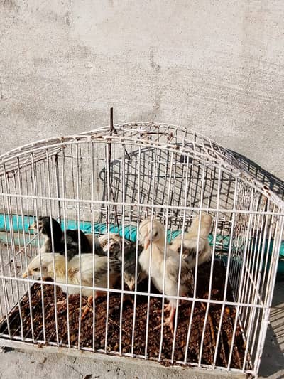 Aseel chicks for sale