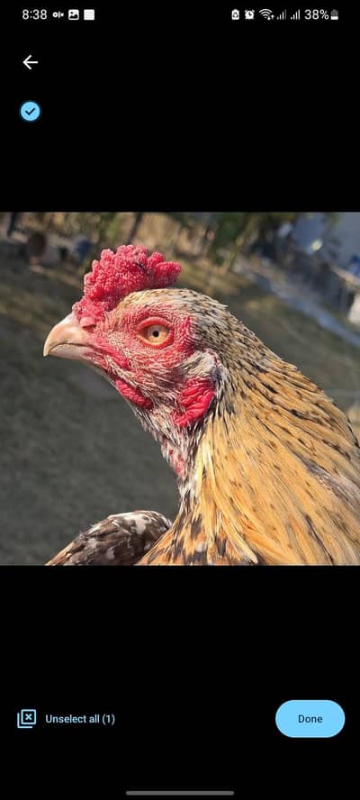 PURE QUALITY ASEEL PATHA