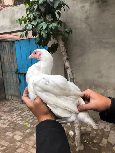 Full paper white heera patha chorus naali