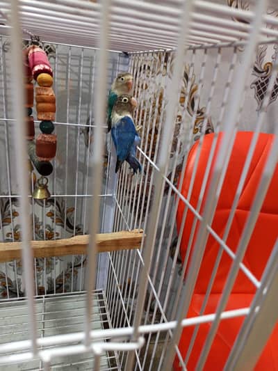 love birds with cage