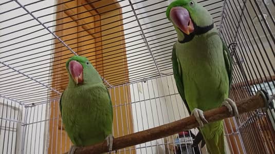 raw parrot pair for sale negotiable