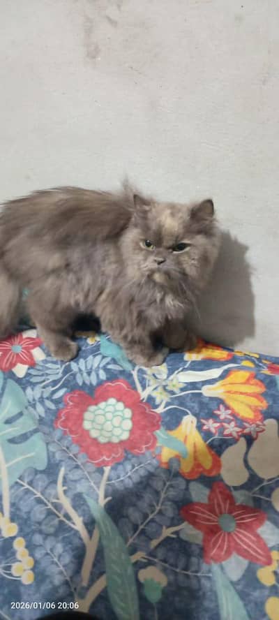 Cute kittens for sale ‍ | Buy cute kittens in Multan | Best Price