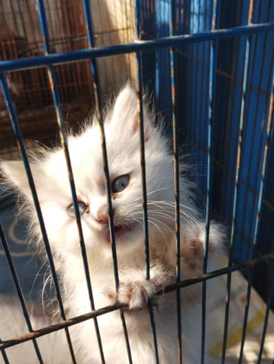 Persian Kittens Looking for Home