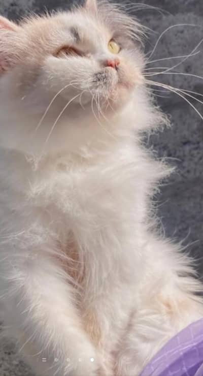 Persian cat white