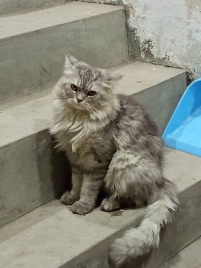 Persian cat triple cot