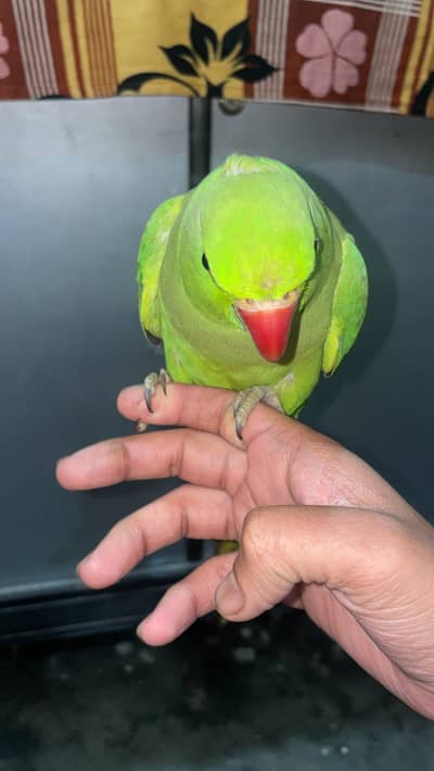 Parrot Dug raw