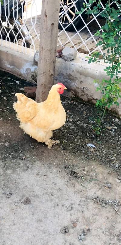 golden buff white buff