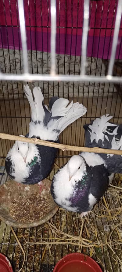 beautiful pair  03136663145 what's app number