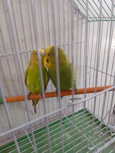 under size Australian  breeder pair