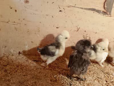 Fancy breed Chicks