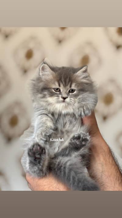 pure Persian breed healthy and active