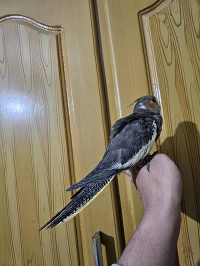 super handtame super healthy and active cocktail chick