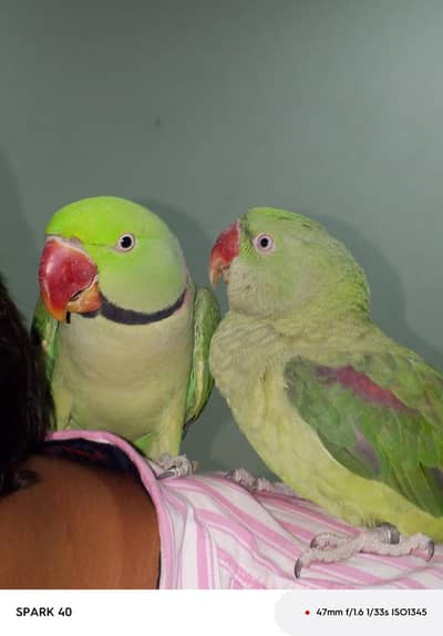 Raw Parrot Heat Pairs for Sale