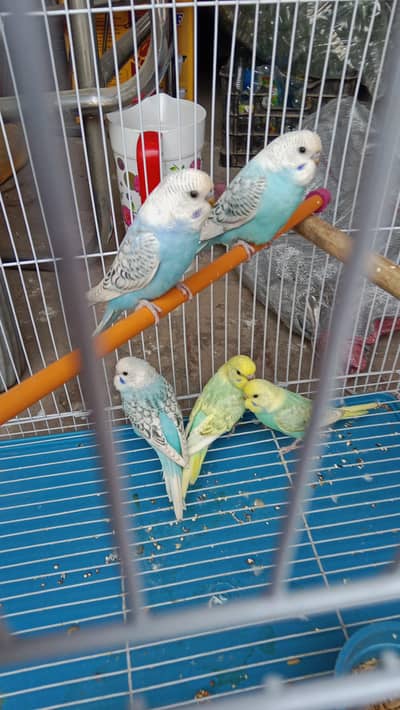 Budgies breeder pair
