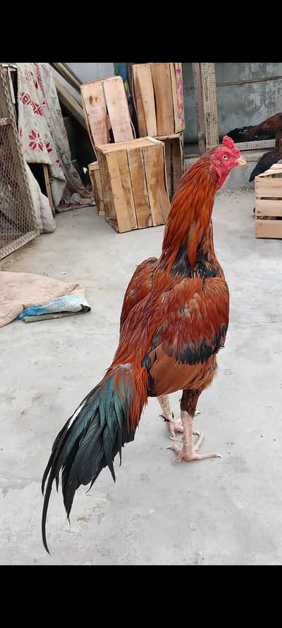 aseel patha sale  Whatsapp 03012693422