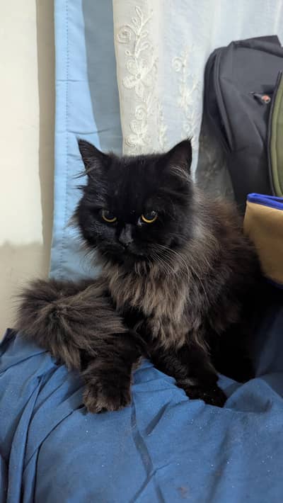Black Persian cat