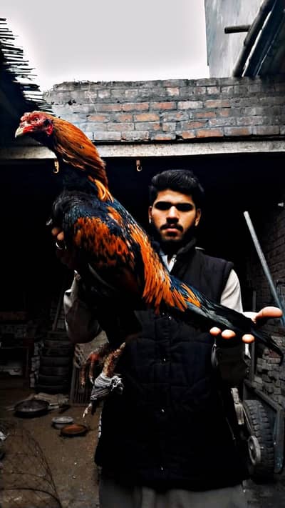 Pure Aseel reeza murga for sale