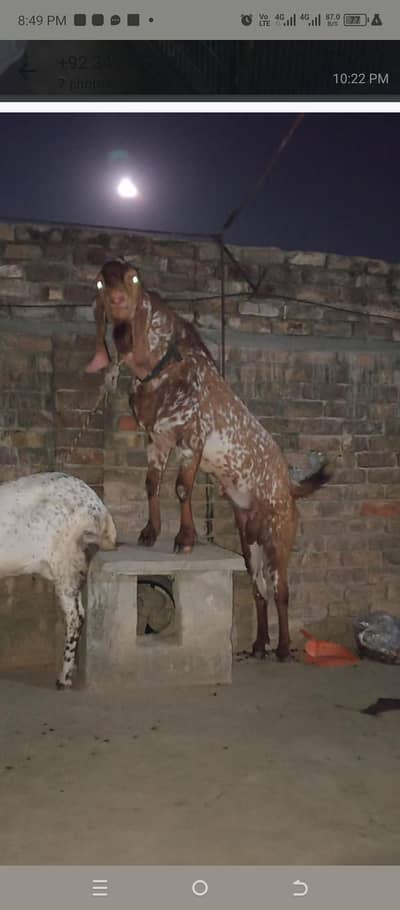 2 female Mekhi Cheni kid For sale