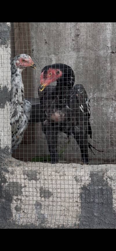 Shamo pair price 60hazar