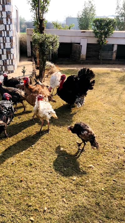 turkey paro 03006117997