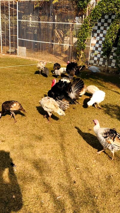 turkey paro 03006117997