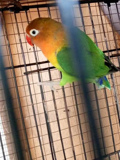 fisher and jawa , zebra finches