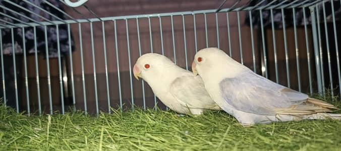 blue opline palefellow | grey cocktail Hand Tame