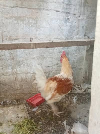 desi misri murga age 9 month . 03151237395