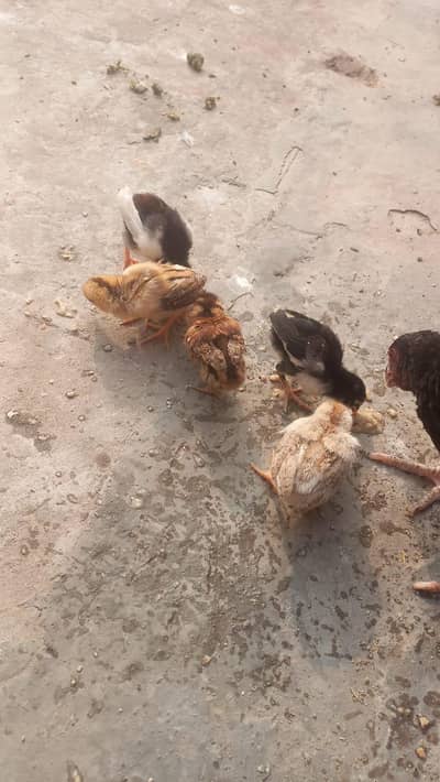 Aseel chicks