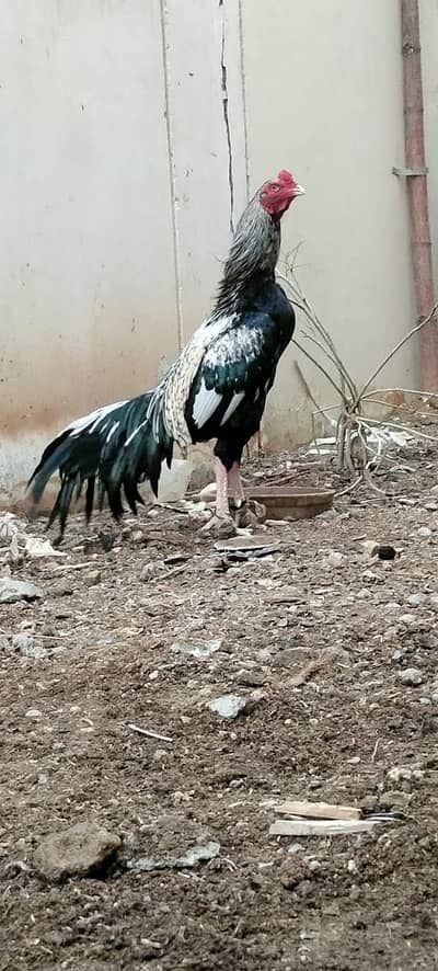 Aseel high quality java for sale