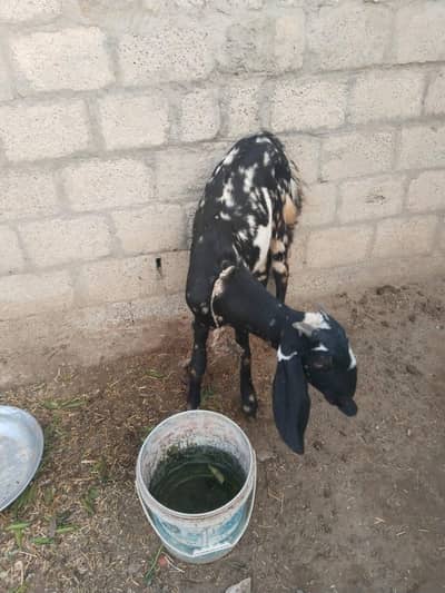 بیتل کراس بکری ساتھ بچی 25 دن کی