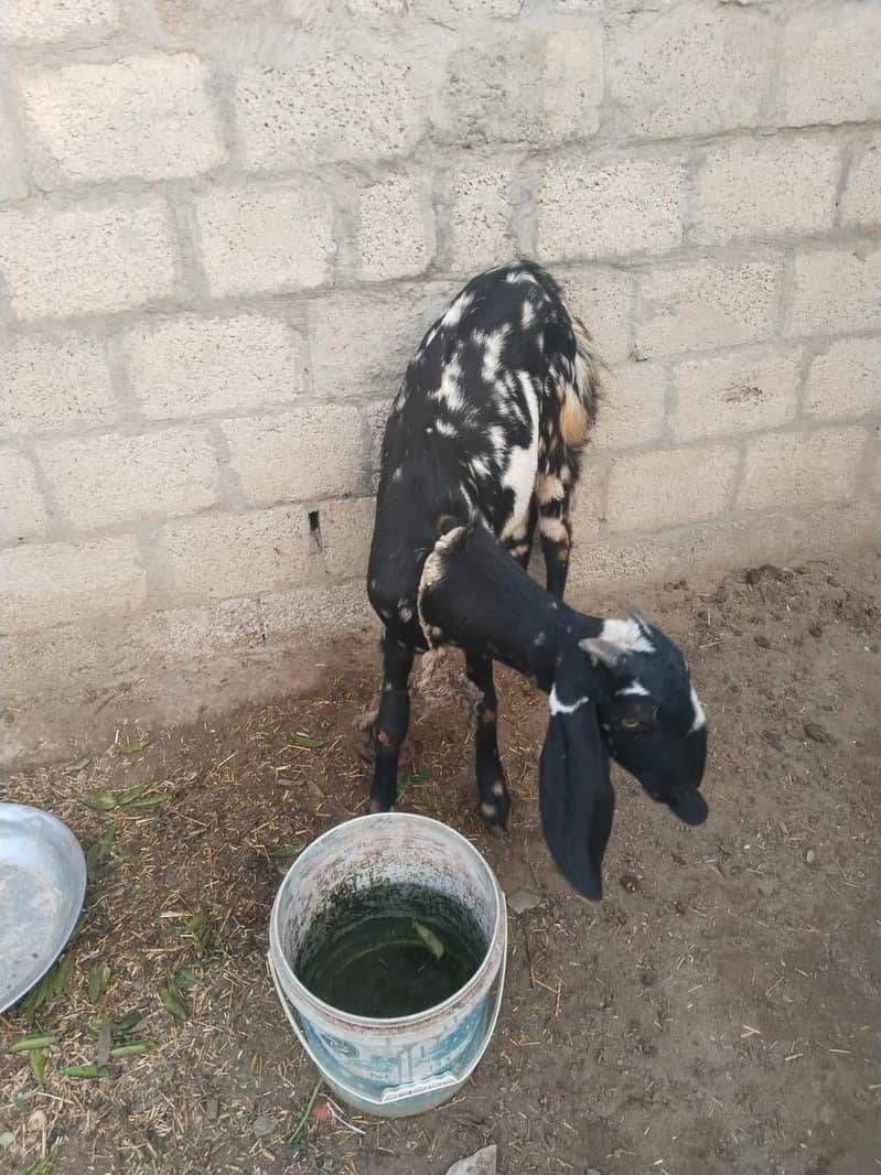 بیتل کراس بکری ساتھ بچی 25 دن کی 0