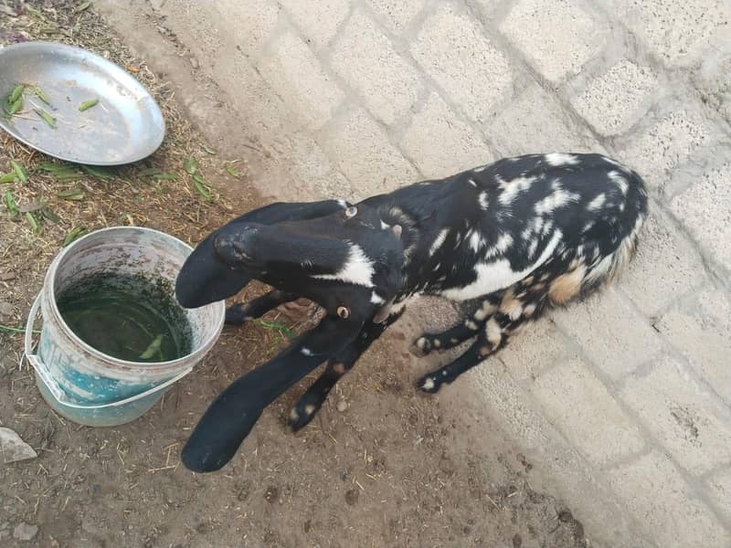 بیتل کراس بکری ساتھ بچی 25 دن کی 1