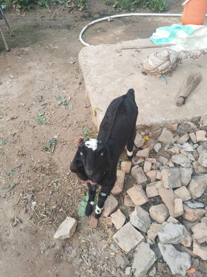 بیتل کراس بکری ساتھ بچی 25 دن کی 3